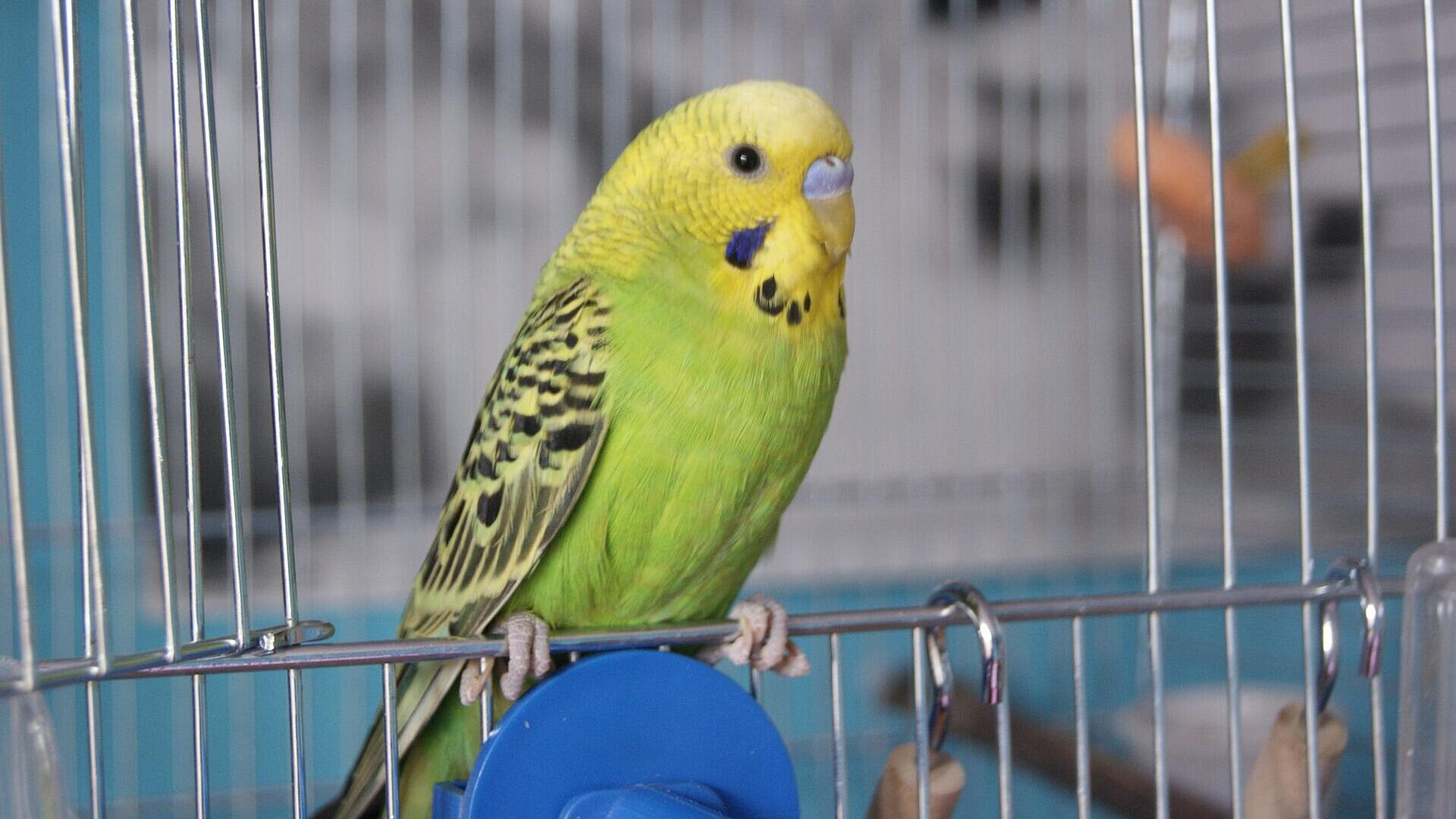 ��� ����� ���� �����������, ������� ����� ������� ��-�� ����� ��� ��������