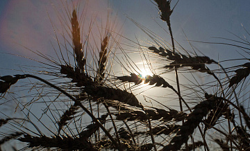 Россия в первом квартале сократила поставки муки в Казахстан