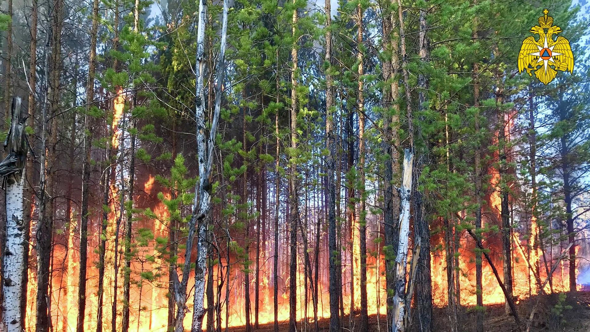В Якутии площадь лесных пожаров превысила 550 тысяч гектаров