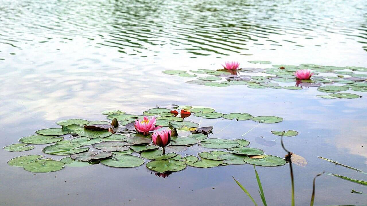 В Москве проведут реабилитацию 13 прудов