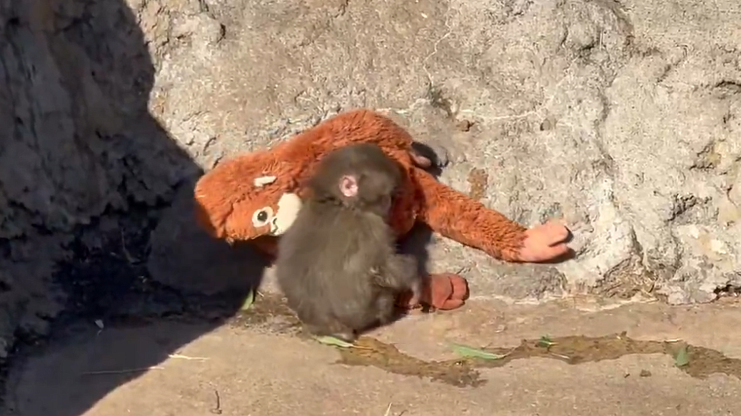 Google запустил акцию в честь обезьянки Панти из японского зоопарка