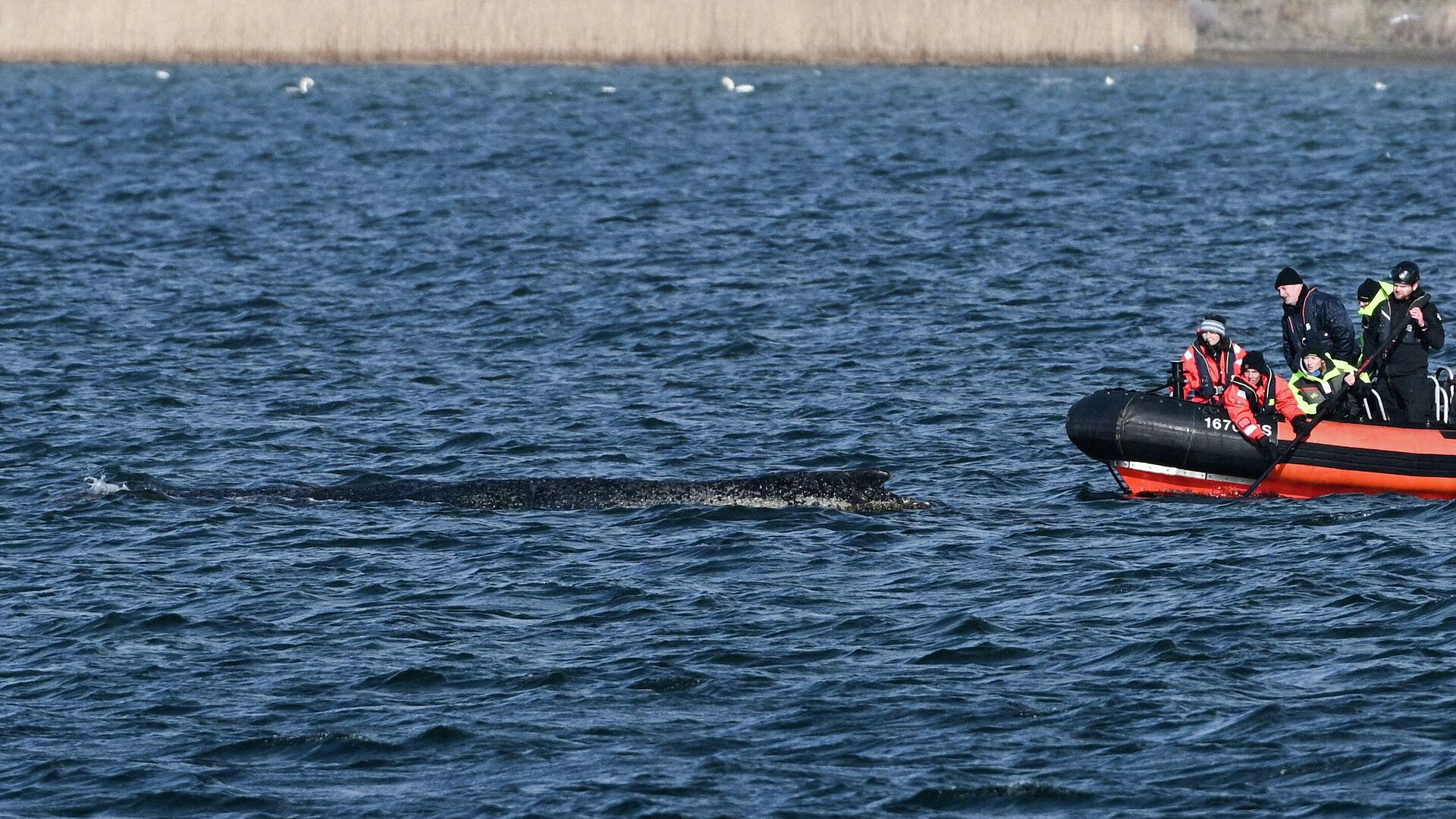 В Германии вновь отложили операцию по спасению кита