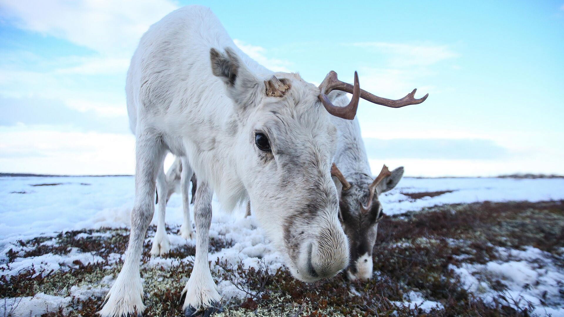 � ������������� ������� ���������� ����������� �������� �� �������� ������