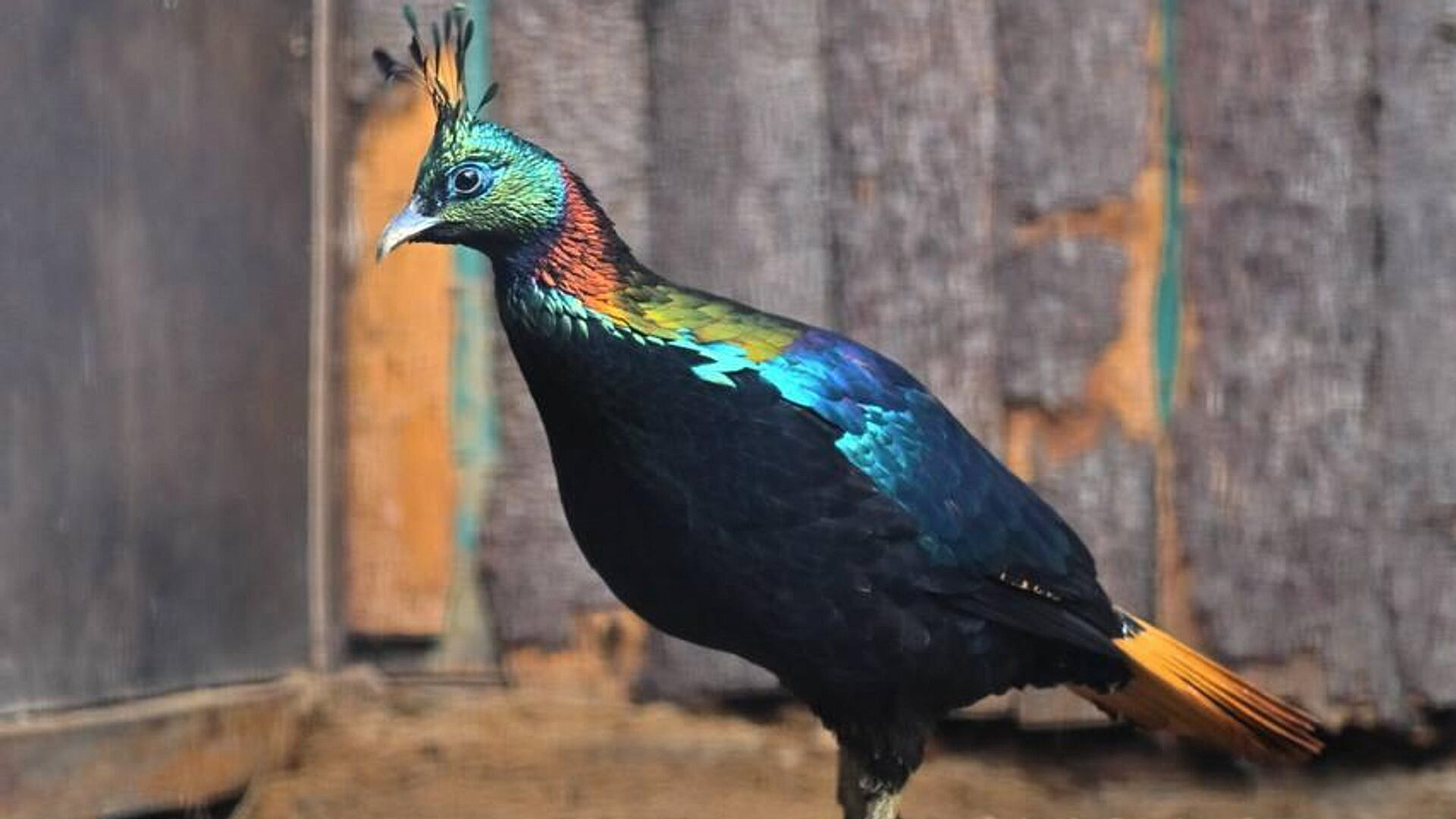 � ������������� ������� �������� ����������� �������