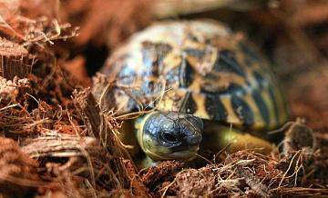 В Московском зоопарке родились три детеныша лучистой черепахи