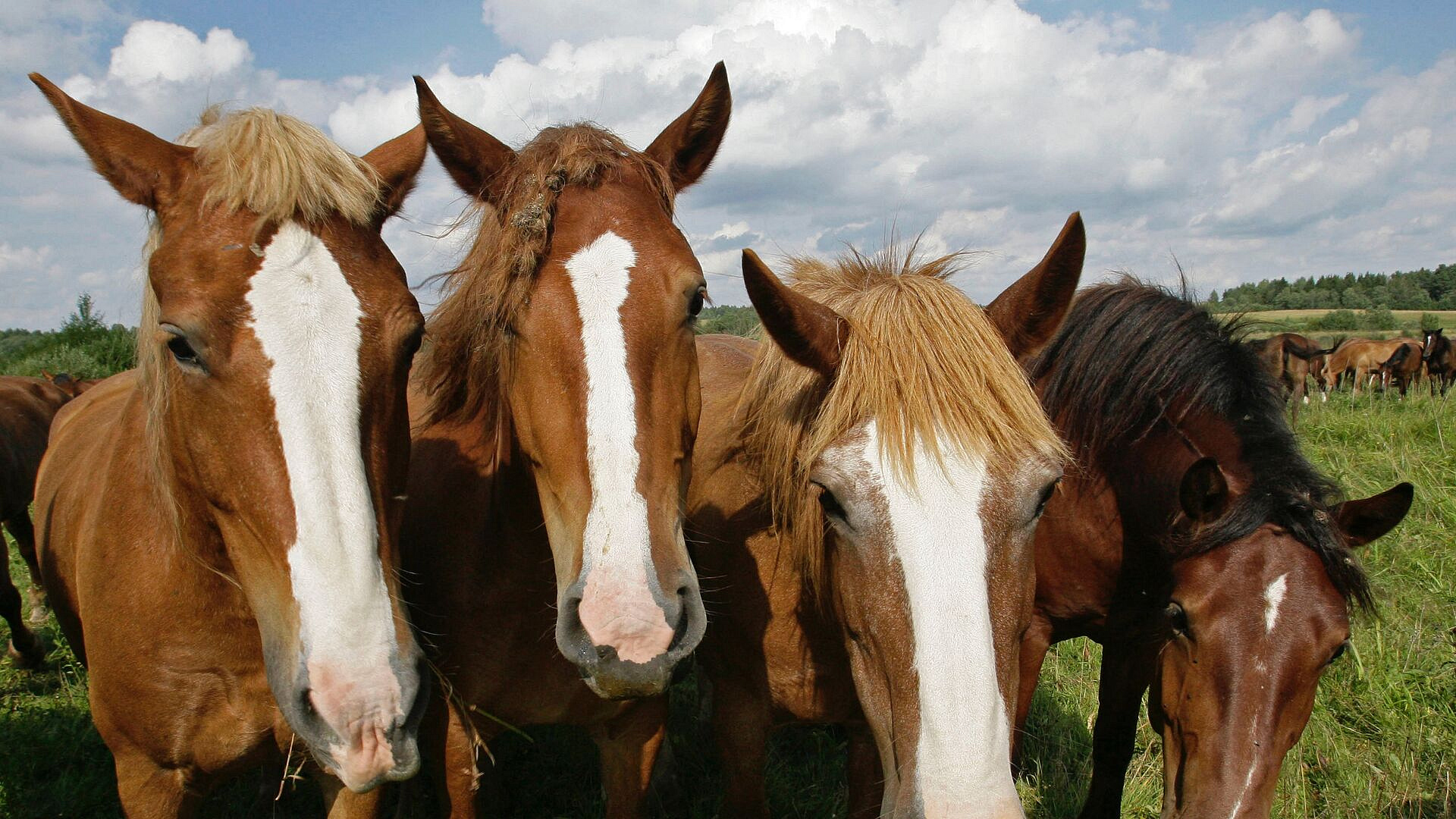 В МЧС рассказали, в каком возрасте служебная лошадь выходит на пенсию