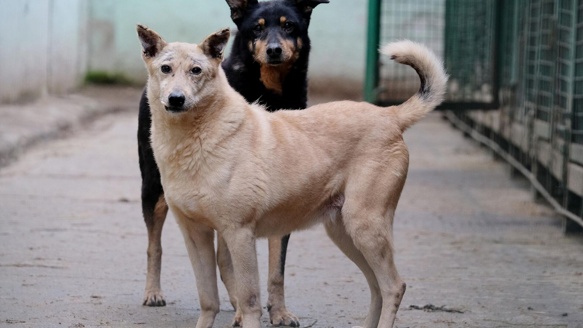 �� ���� � ������ ������� ��������-������������ �������� �� �������