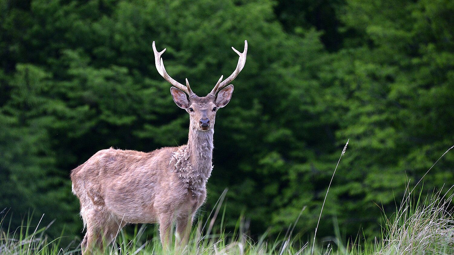 � �������� ������ ���������� �����, ��������� ��������