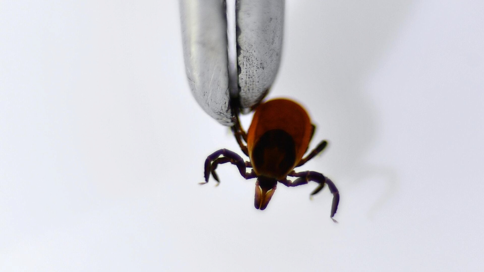 ��������������� ����������� ������� � ������ ����������� ������