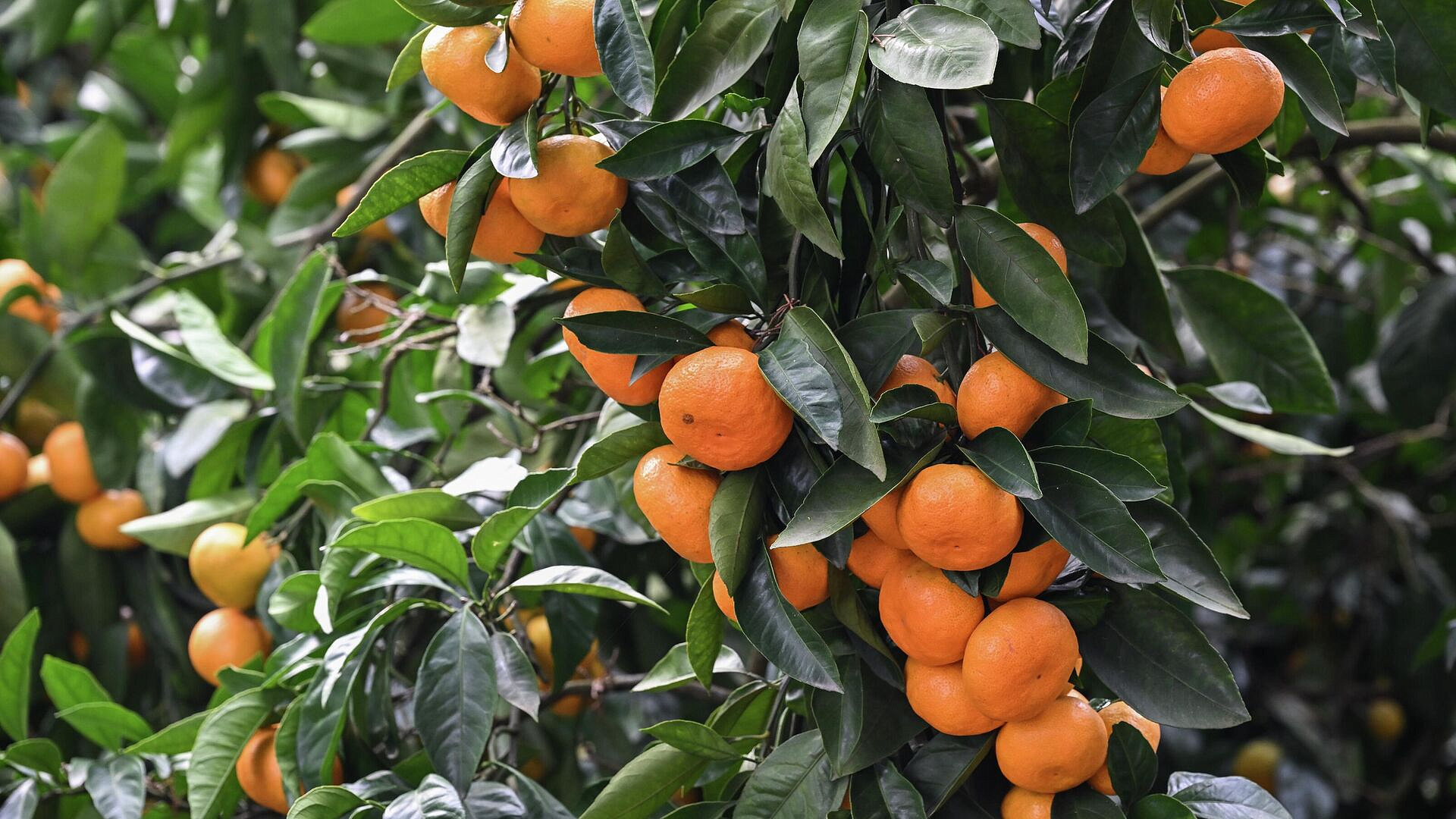 ������� �������� ����� ���������� ��� ������������� ����������