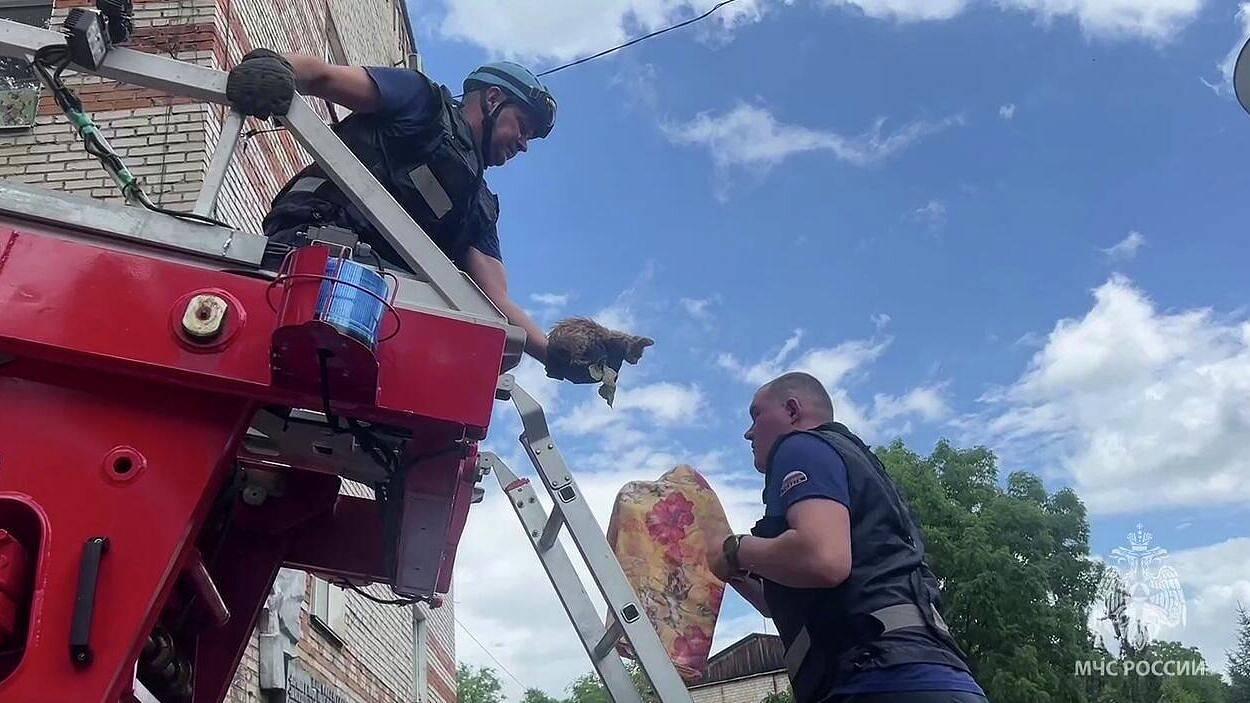 В ЕАО спасли котенка, на которого напали птицы