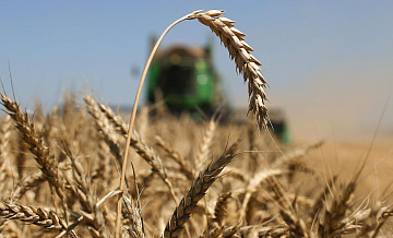 Поставки пшеницы из России в Турцию выросли в полтора раза