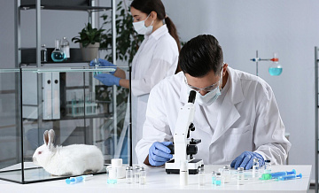 Ученые придумали, как заживлять раны с помощью кожи кролика