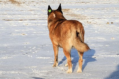 Сообщение о массовом убийстве животных в Астрахани не нашло подтверждения