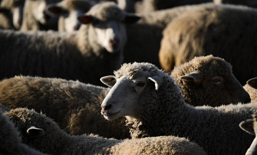 �������� �������� ������� �������� ������ ������� �� ����� � ��������