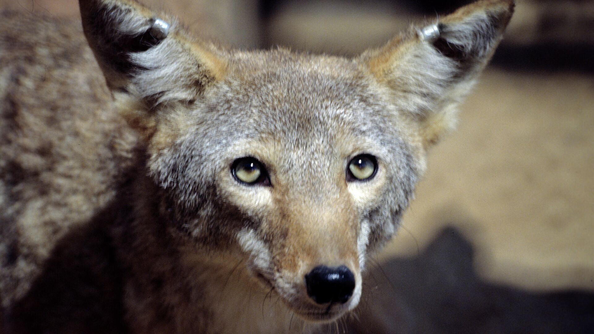 � ������� ������� ��������, ������� ����� ��������� ��������� ����