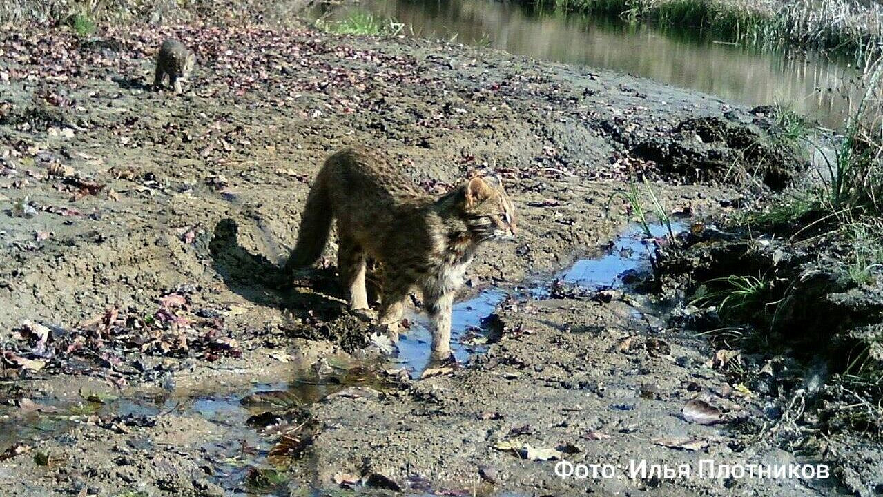 ����� ��������������� ������ ����� ������ �� ����������� "����� ��������"