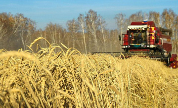 В пяти регионах может погибнуть урожай из-за засухи