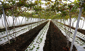 Эксперт рассказал, когда закроется дефицит саженцев винограда в России