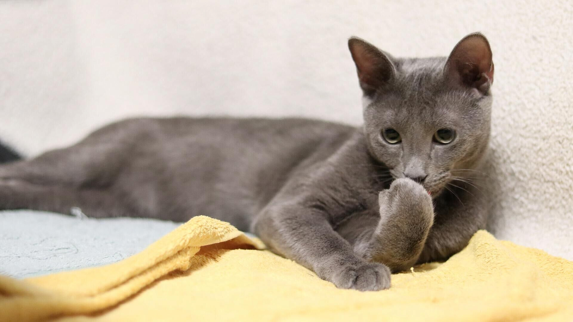 ��������������� ������ �������, ������� ����� ����� �������� ��������