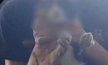 В Омске проверят видео, на котором подростки издеваются над кошкой