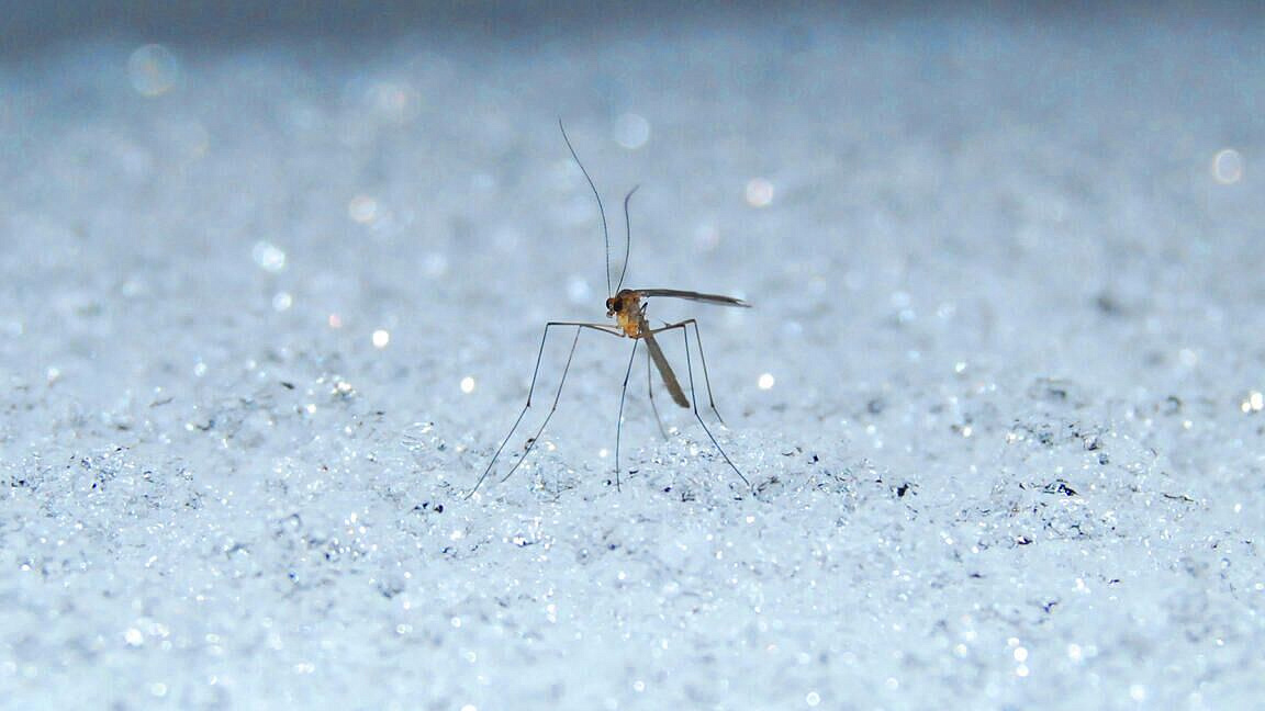 Власти Москвы объяснили появление комаров на снегу