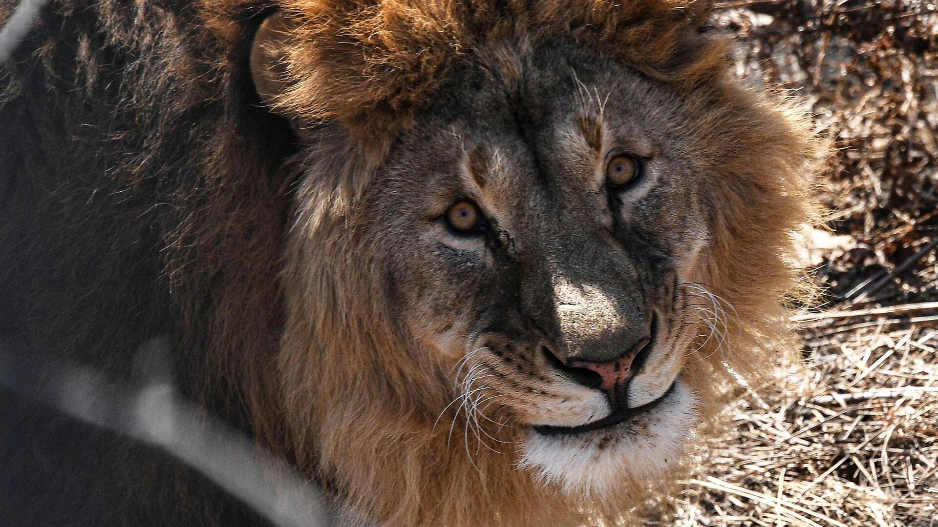 В Кении лев загрыз ребенка