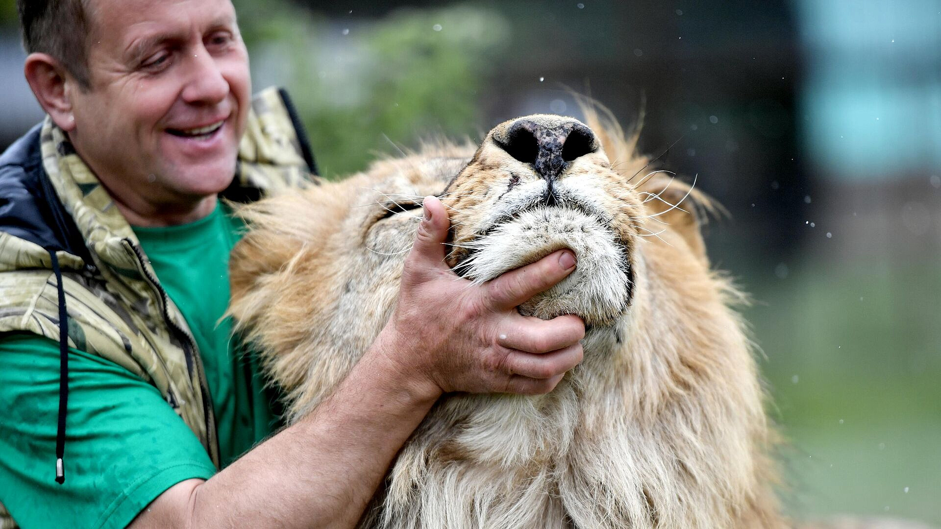 Льва, напавшего на директора парка "Тайган", спровоцировал резкий звук