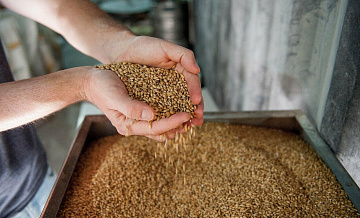 Ячменя для пива в России будет достаточно, считает глава ОПХ