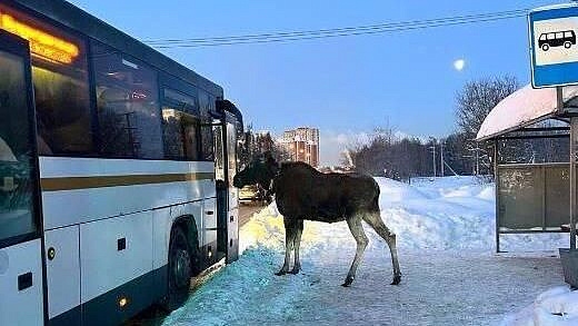 В Подмосковье лось попытался зайти в автобус