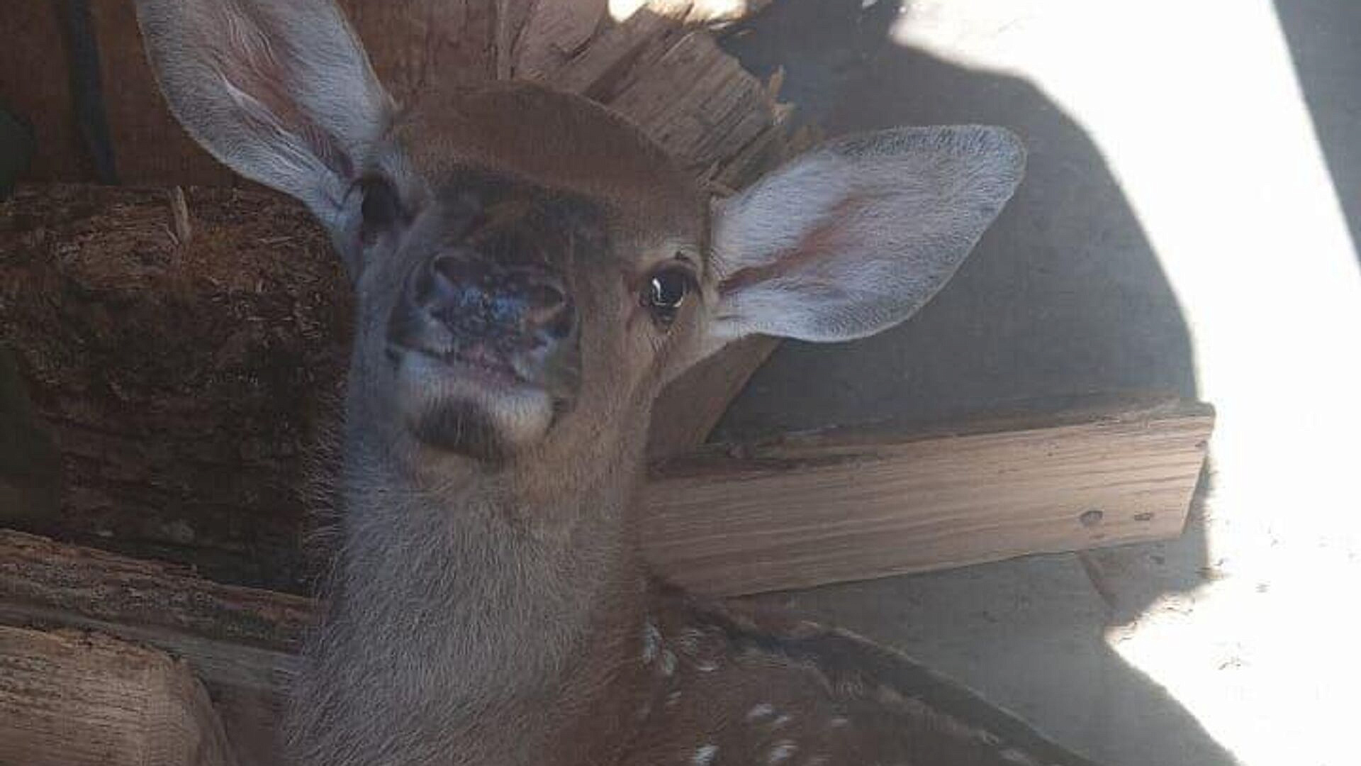 � �������� ������ ����������� ��� ������ �������� ������