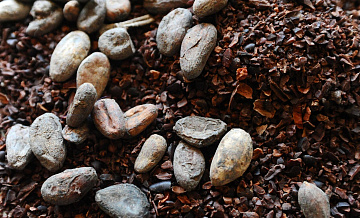 Цены на какао-бобы в мире вдвое превысили рекорд 1977 года