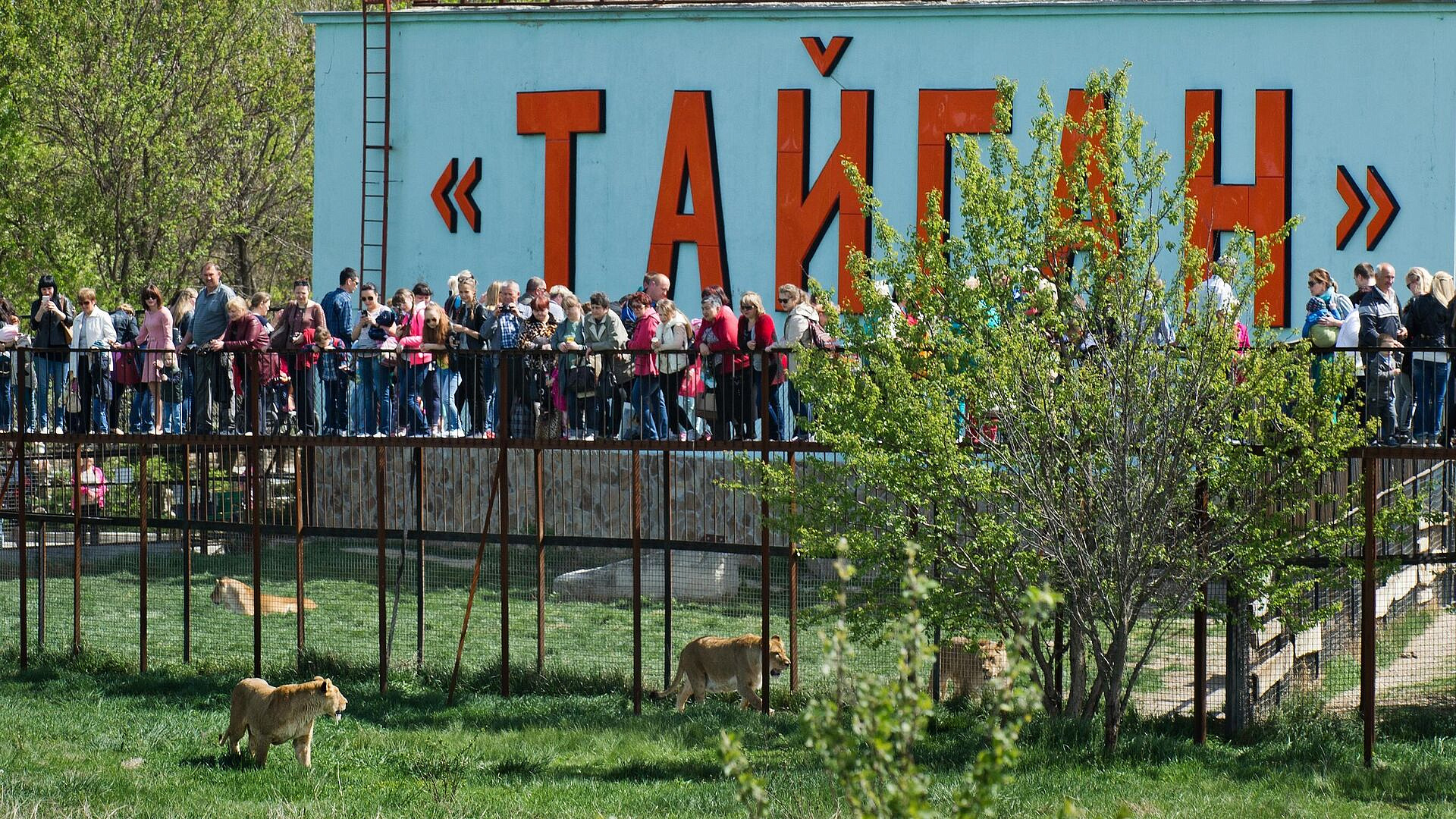 Сафари-парк "Тайган" работает в штатном режиме после нападения льва