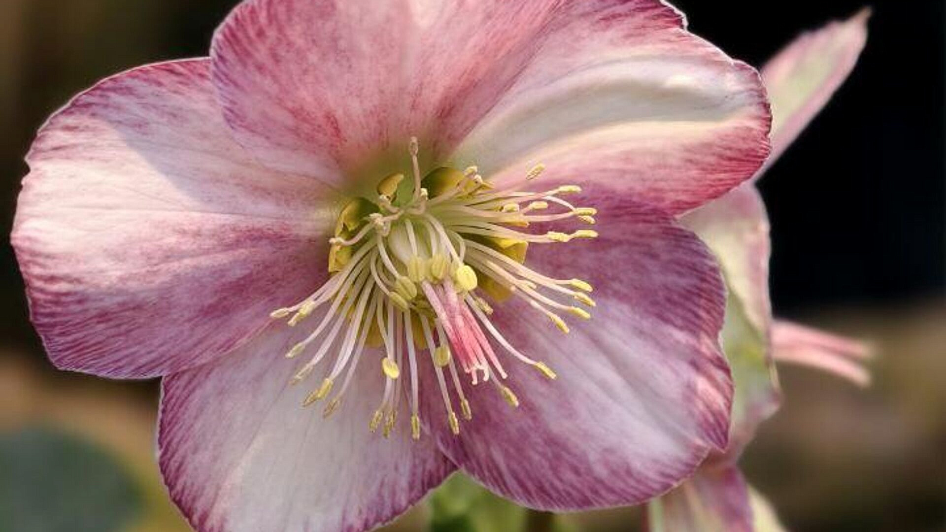 В "Аптекарском огороде" расцвели первые "рождественские розы"