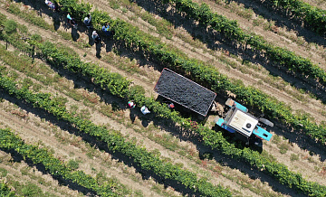 Эксперт назвал перспективные регионы для развития виноградарства