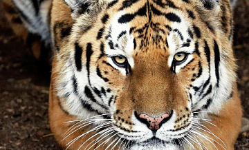 В Приморье амурский тигр напал на охотника