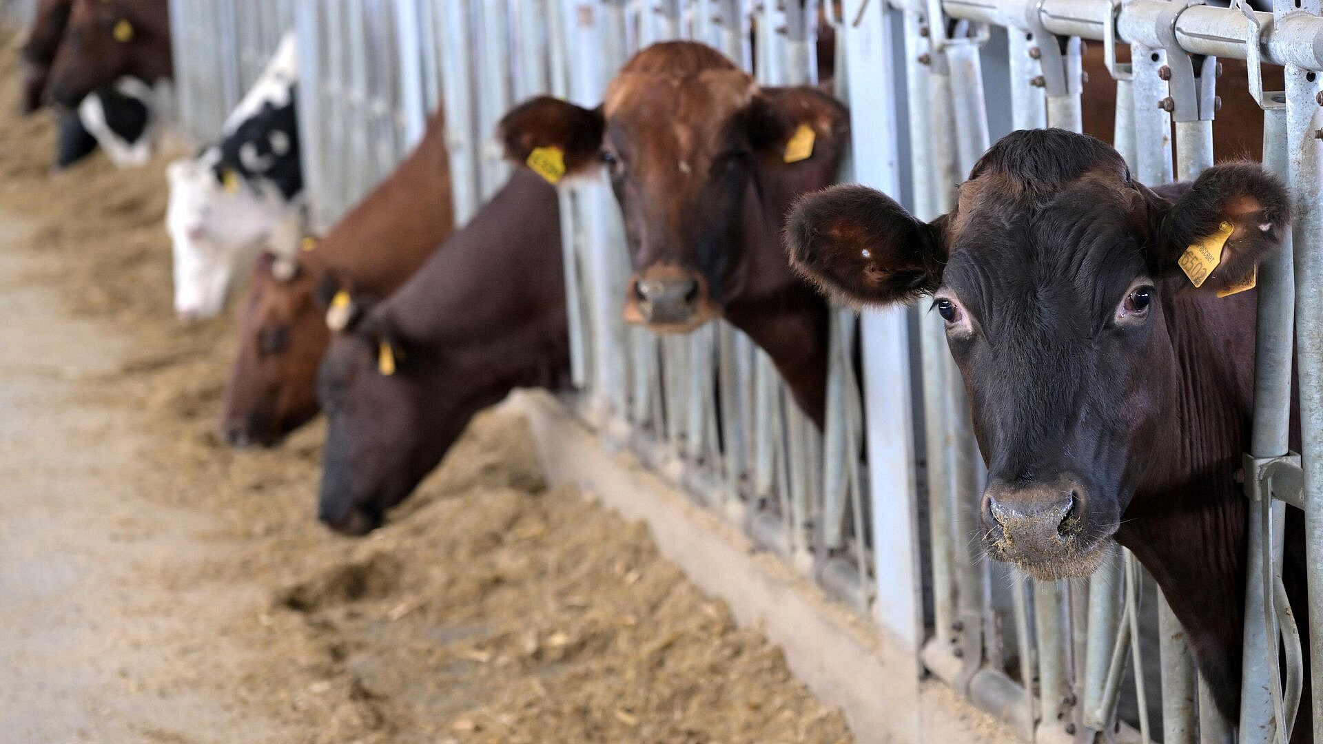 В Новосибирской области готовят дополнительные меры поддержки скотоводов