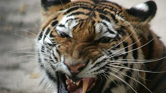 � �������� �������� ��������� �����, ��������� �� �����