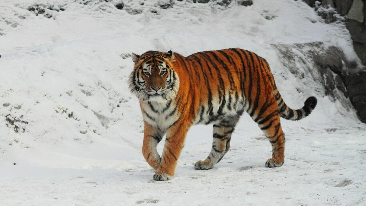 В Ленинградском зоопарке умер тигр Амадей
