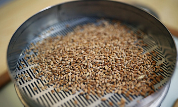 Оператор: Россия нарастит экспорт пшеницы до более 52 миллионов тонн