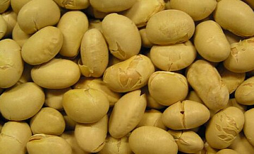 Россия в июле нарастила поставки сои в США