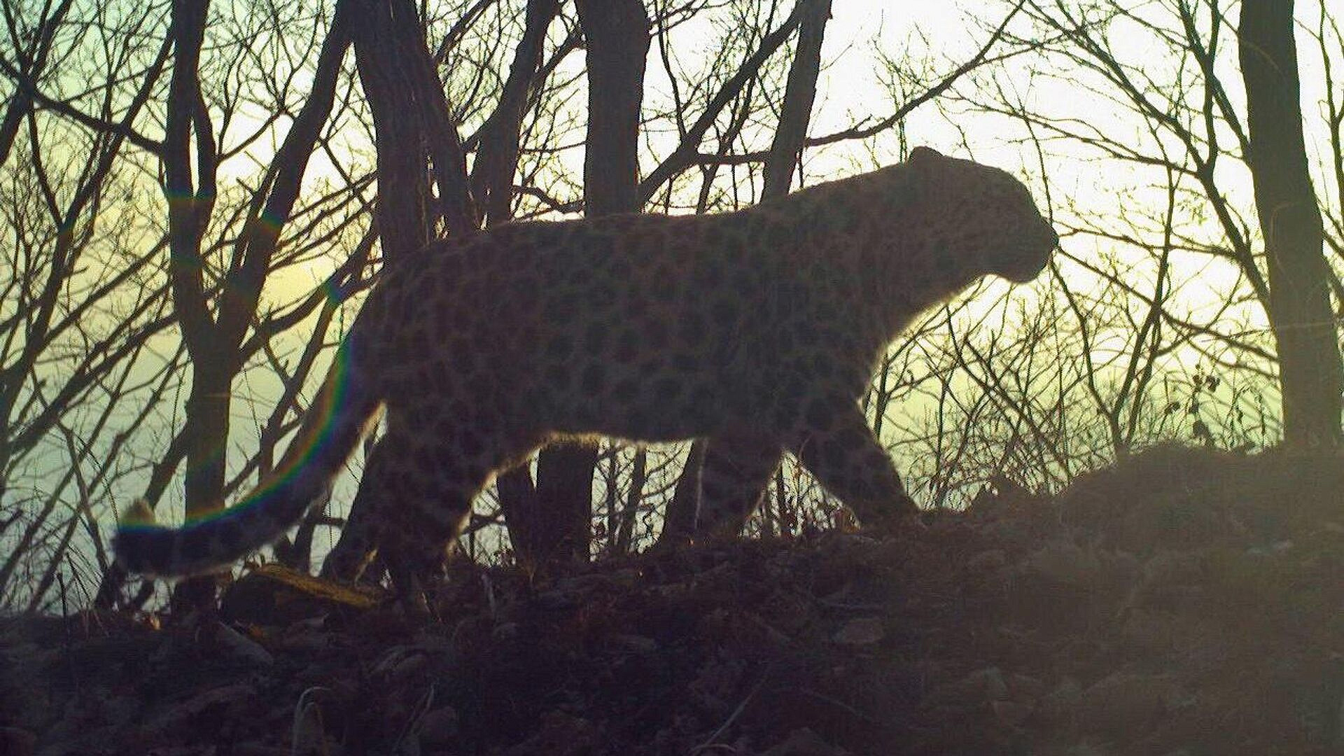 В Приморье рассказали о состоянии леопарда, чьи хранителем был папа римский