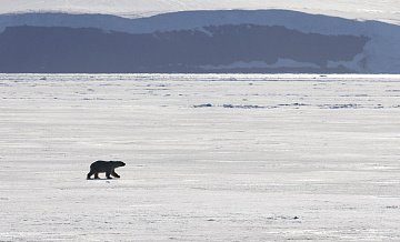 ������ ���������� ����� �� �������, �������� CNN