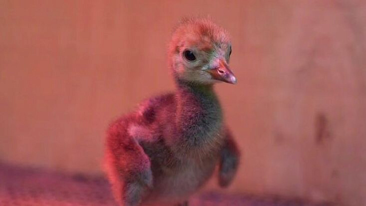 В Московском зоопарке из яиц, найденных в Бурятии, вылупились журавлята