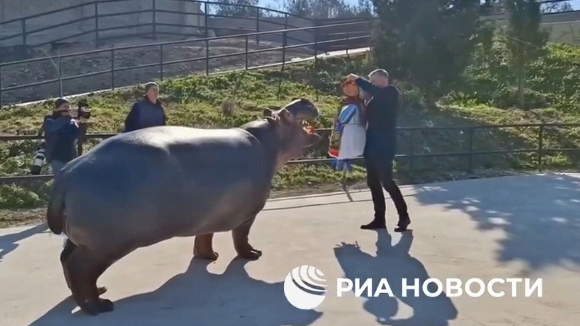 В Крыму бегемоту скормили чучело Зимы