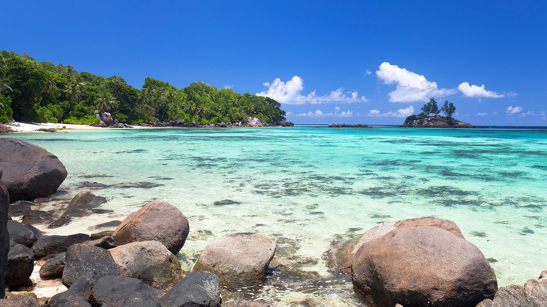 Назван претендент на звание старейшего наземного животного в мире