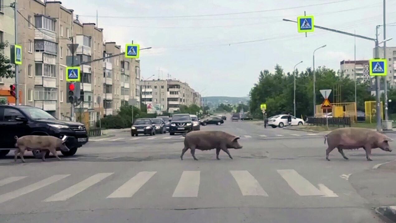 Суд в марте решит судьбу свиней на самовыгуле в Ревде