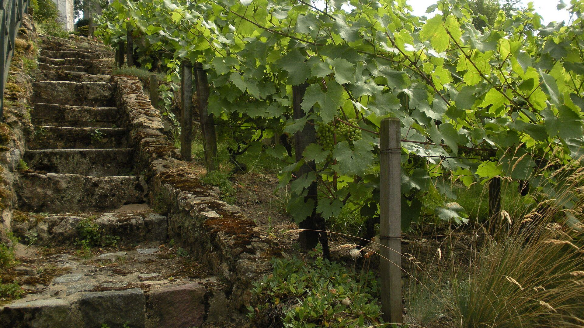 Прогноз по выпуску вина во Франции оказался ниже на 16 процентов