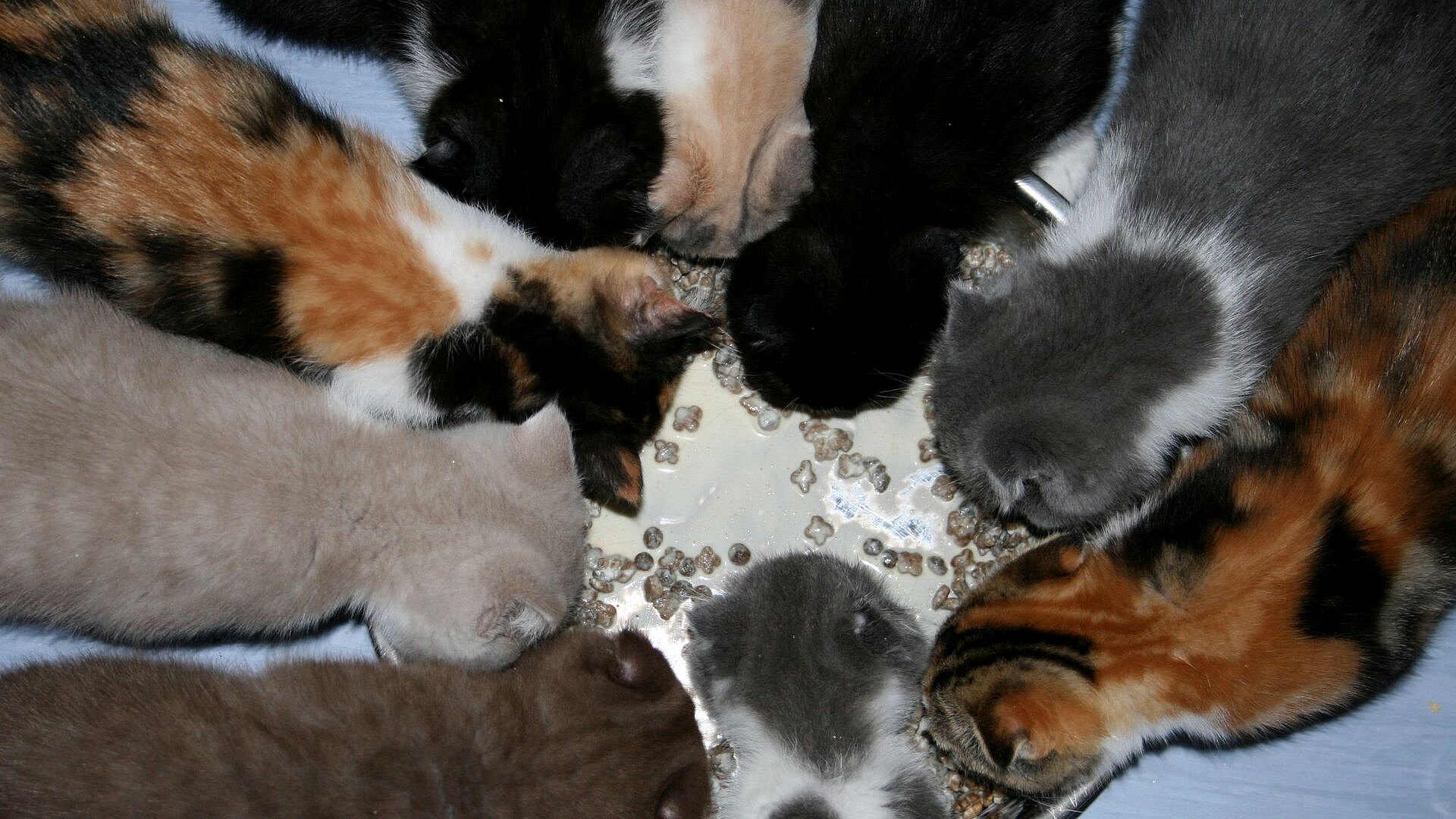 "Лента" приостановила закупку кормов для животных Mars