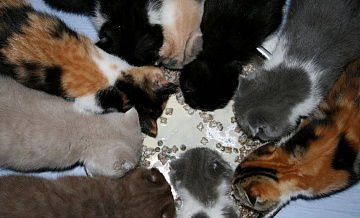 "Лента" приостановила закупку кормов для животных Mars